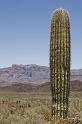 129 Organ Pipe Cactus National Monument